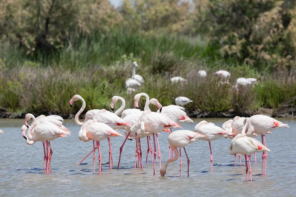 Un Nid en Camargue Bed and Breakfast Salin-de-Giraud Exterior foto